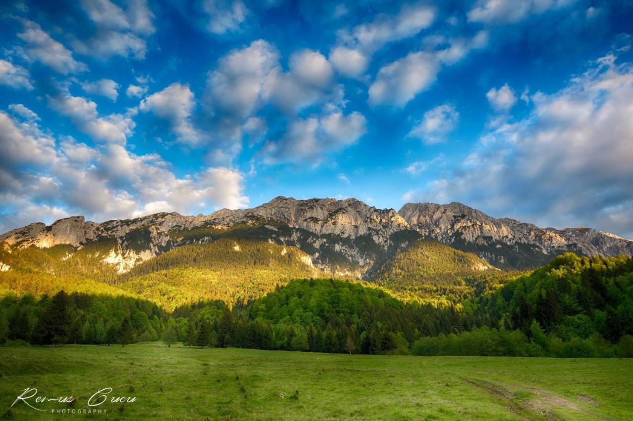 Pensiunea 3 Brazi Zărneşti Exterior foto